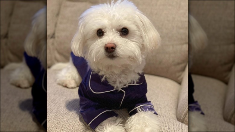 dog in blue pajamas.