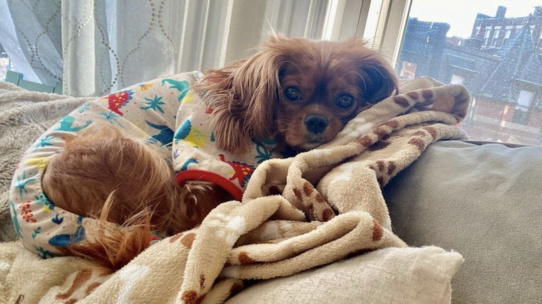 dog lying down in pajamas.