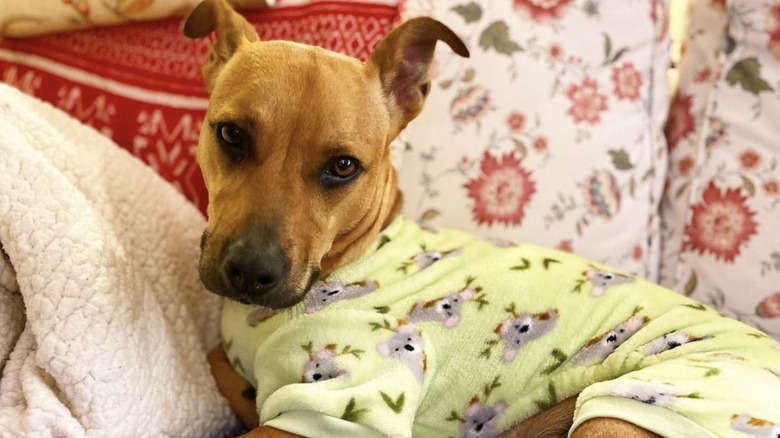 dog in koala pajamas.