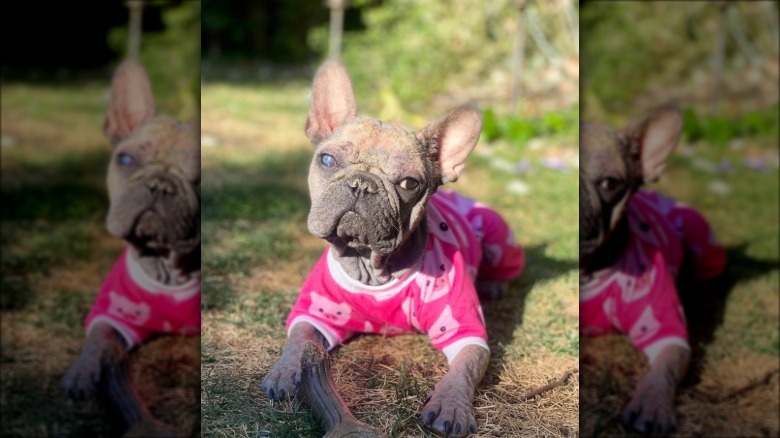 dog in pink pajamas.