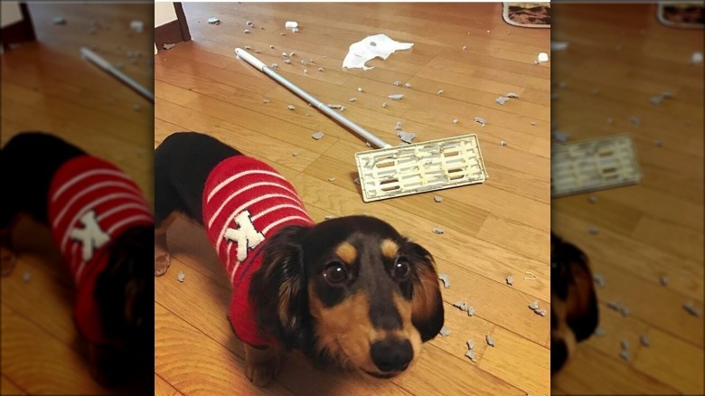 dog destroys Swiffer mop