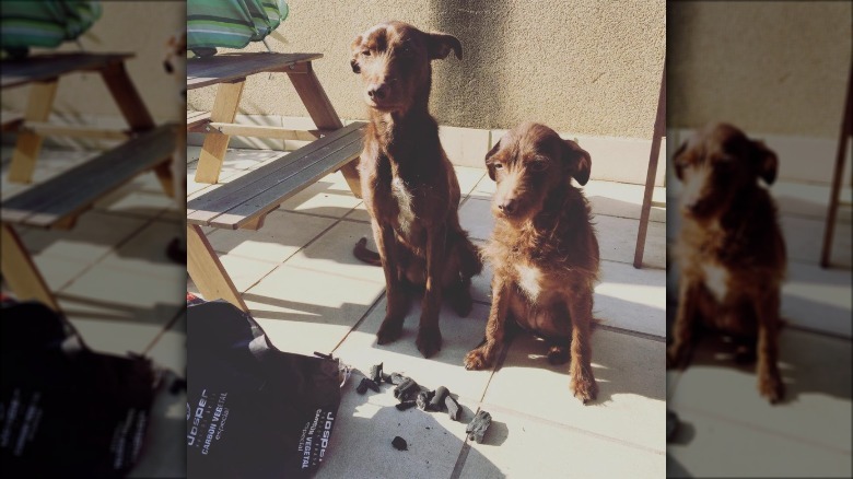 guilty dogs knock over BBQ