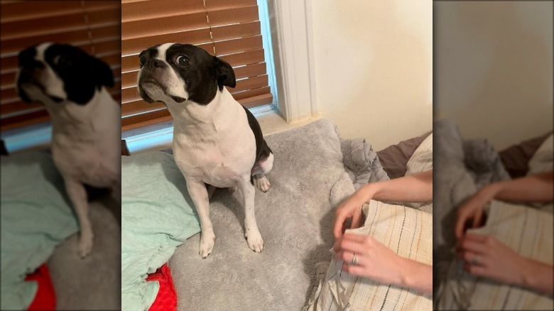 dog rips pillow case