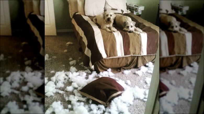 dogs tear open pillow stuffing
