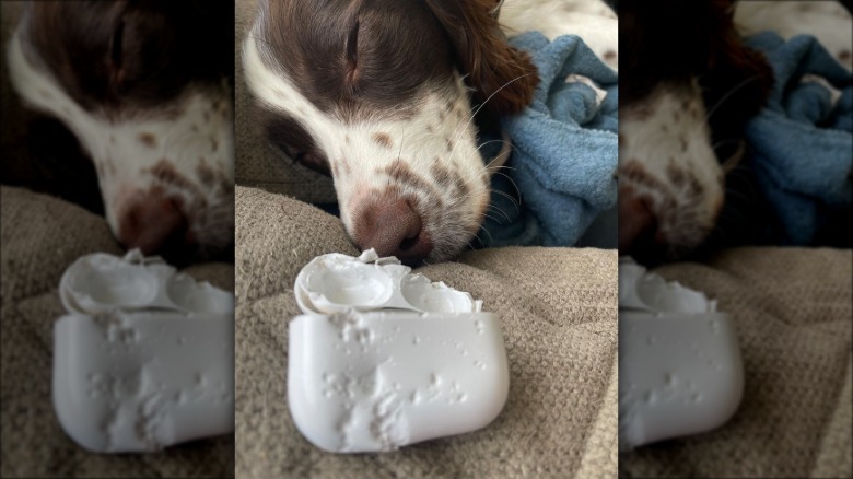 dog eats AirPods