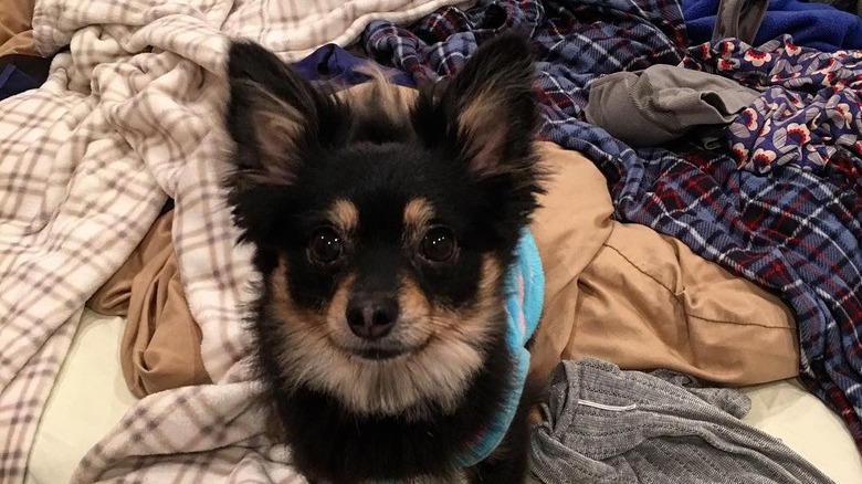 guilt dog sleeps on freshly folded clothing