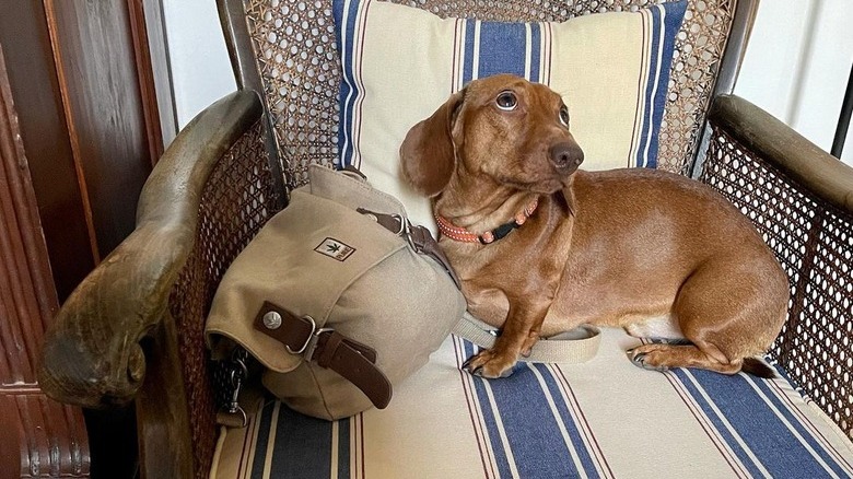 guilty dog caught in woman's purse