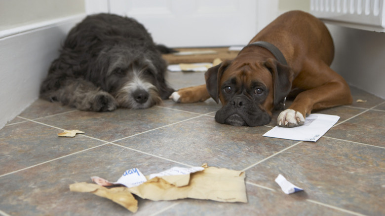 Dogs in front of torn mail