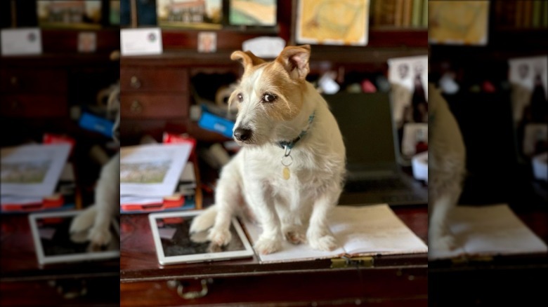 dog read's man diary