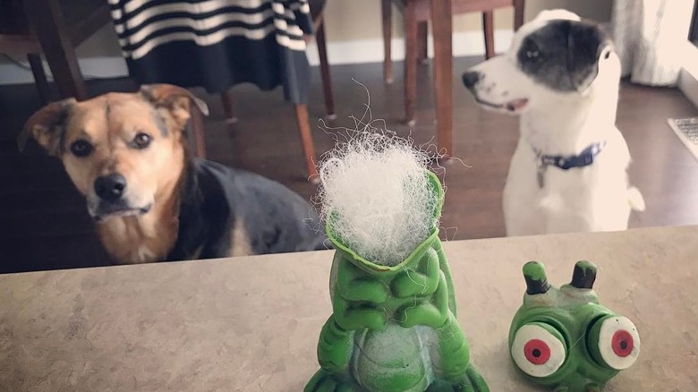 dog destroy stuffed animal