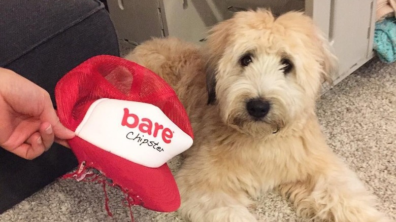 guilty dog eats hat