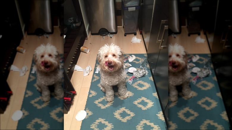 dog breaks into garbage can