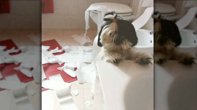 dog rips up toilet paper