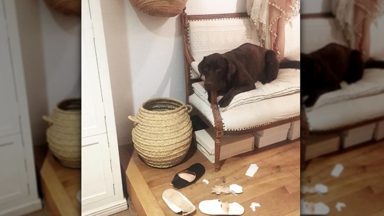 dog eats slippers