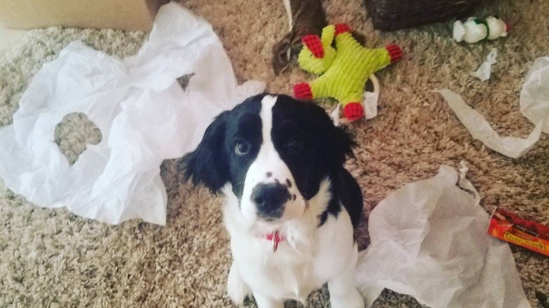 dog makes big mess