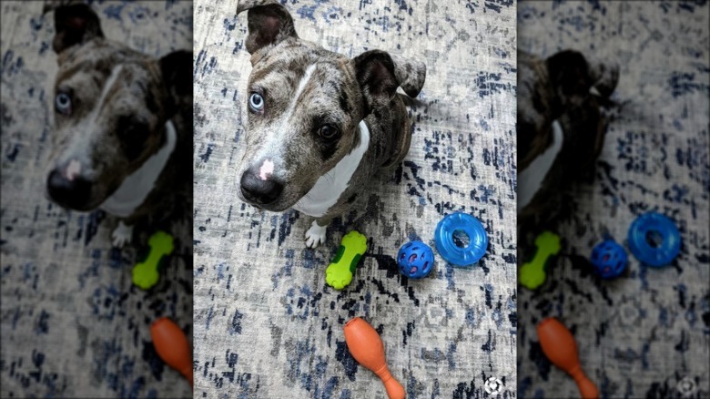 dog with multiple chew toys