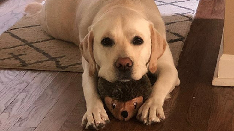 a dog lying on its stuffed porcupine toy