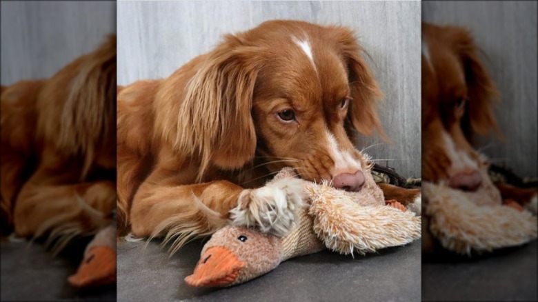 a dog with a duck toy