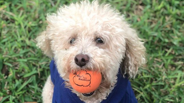 a dog with a ball in its mouth
