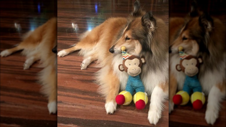 a dog with a monkey toy