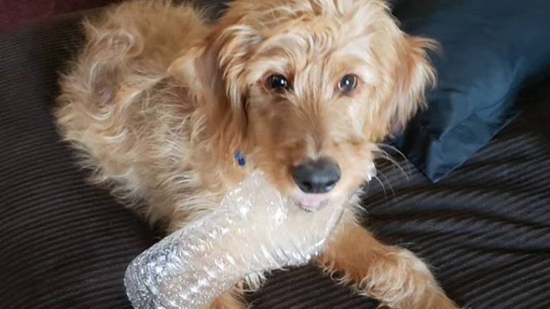 a dog with a plastic water bottle