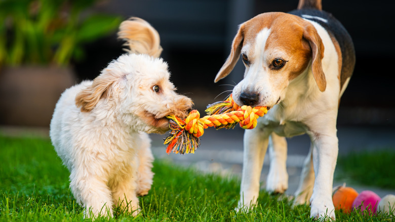 Dogs playing tug-of-war