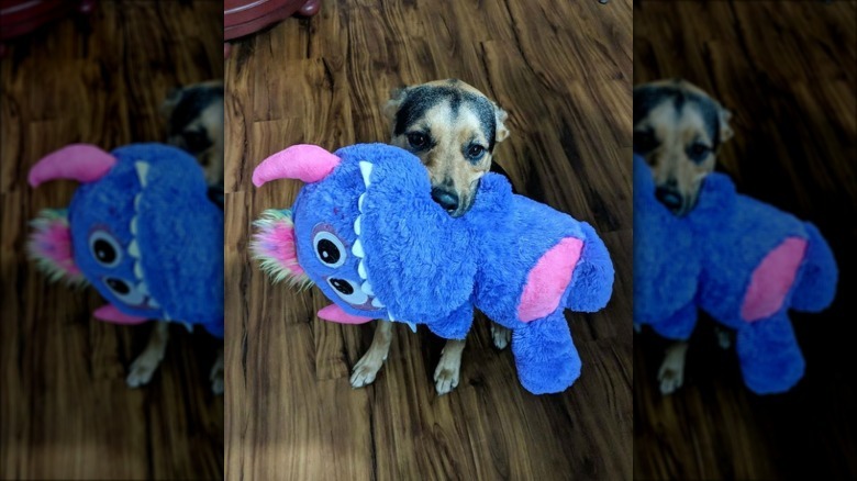 a dog with a giant purple monster toy bigger than itself