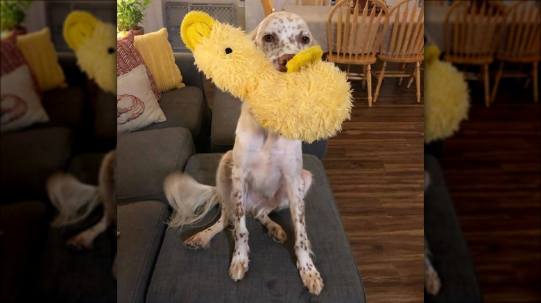dog with yellow duck toy