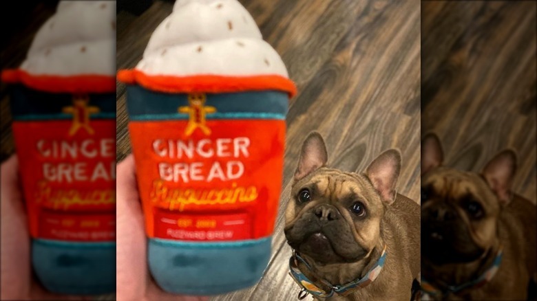 dog looking longingly at stuffed puppaccino toy