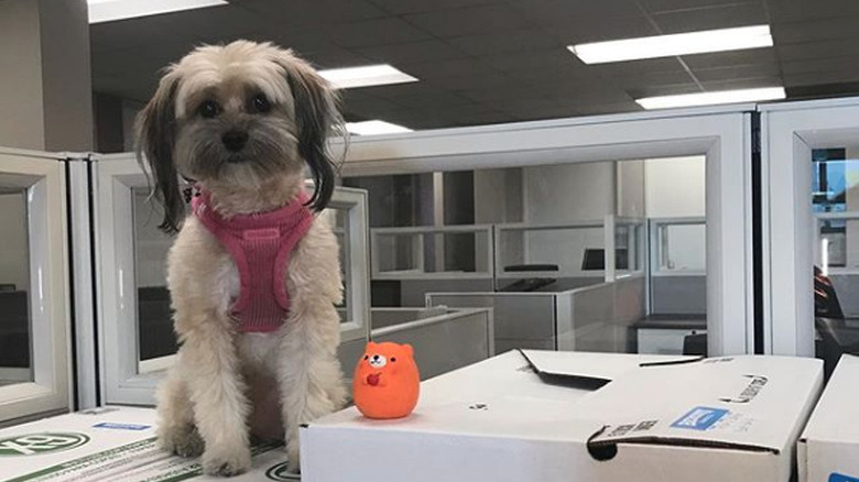 a dog on moving boxes with an orange bear toy