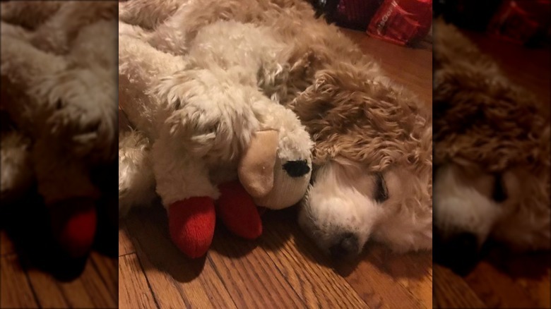 dog sleeping with stuffed toy