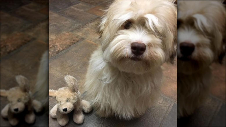 a dog with a lookalike toy