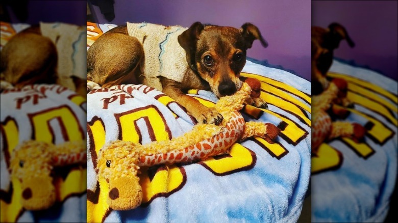 dog with giraffe toy