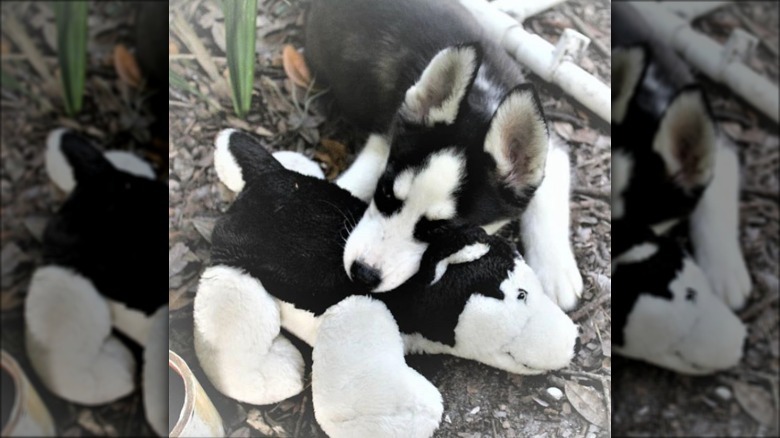 a black and white husky with a lookalike toy