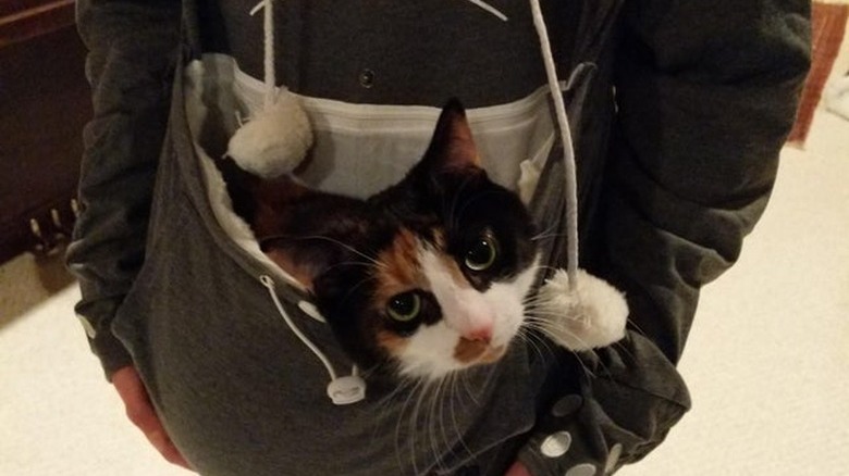 A calico kitten is in a sweatshirt pocket.