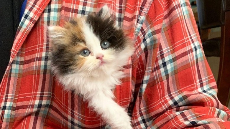 A fluffy kitten is in a plaid shirt pocket.