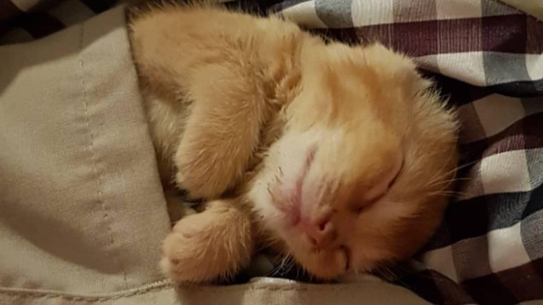 A ginger kitten is in a jacket pocket.