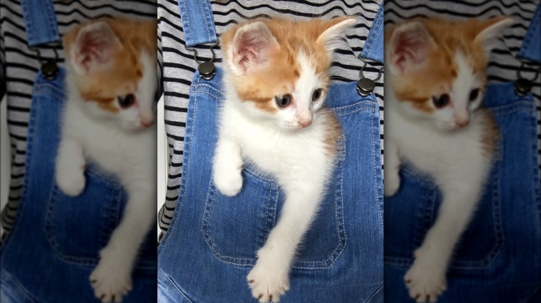 A ginger and white kitten is in the front overalls pocket.