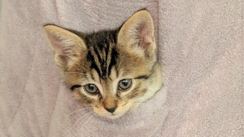 A kitten's head is poking out from a sweater pocket.