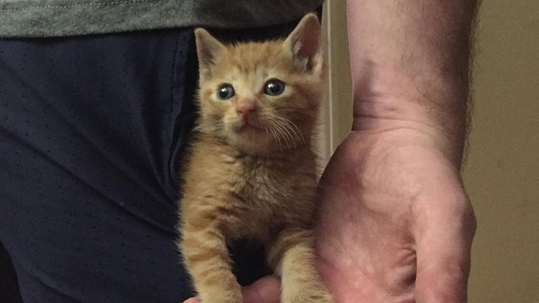 A ginger kitten in pocket of man's athletic shorts.