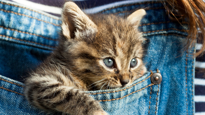 Kitten in a denim pocket
