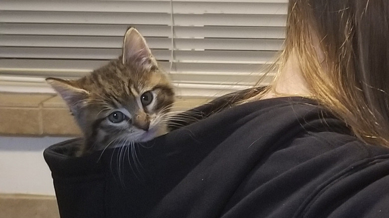 A kitten is in a sweatshirt hood.