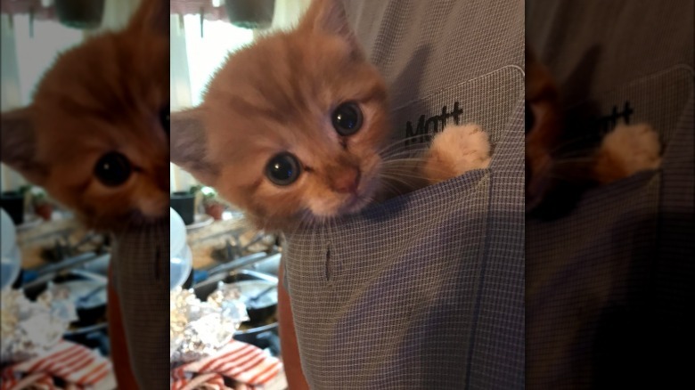 A ginger kitten in chest pocket of chef's uniform.