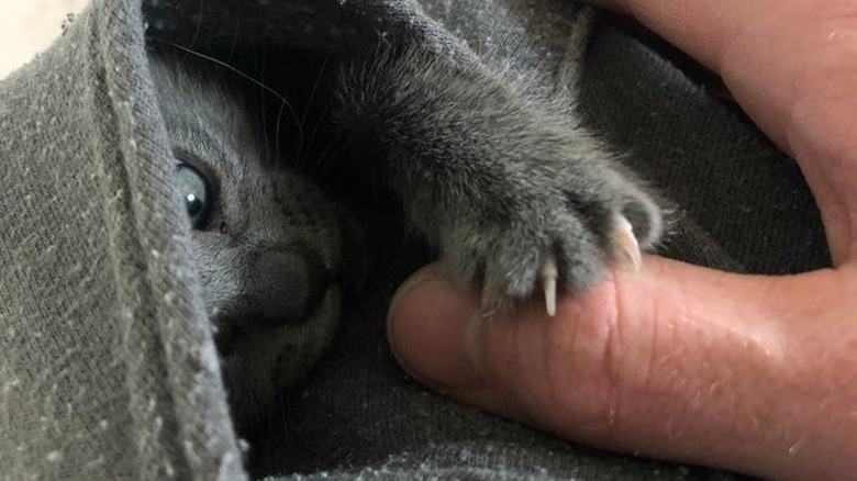 A gray kitten is grabbing at a person's thumb while snuggled in a gray sweatshirt pocket.