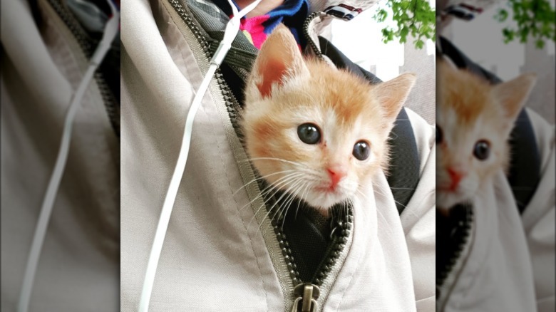 A ginger and white kitten is tucked into the front of a windbreaker.
