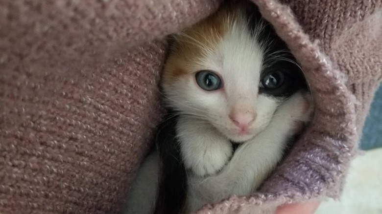 A calico kitten is snuggled in a pink sweater pocket.