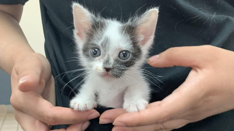 A small gray and white kitten is sitting in a person's scrubs.