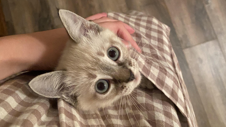 A kitten is looking up at the camera from inside a person's pocket.
