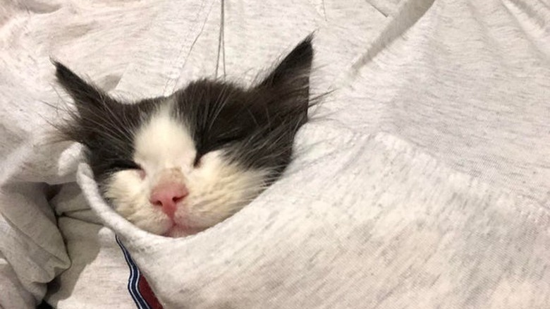 A black and white kitten is sleeping in a pocket backwards sweatshirt hood.