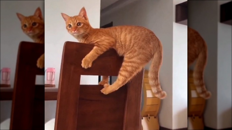 An orange cat is on a chair